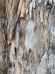 Eucalyptus globulus