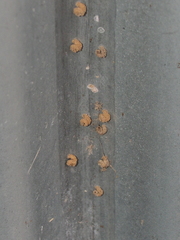 Apterona helicoidella