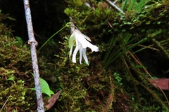 Utricularia asplundii