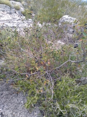 Karwinskia humboldtiana