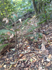 Dirca occidentalis