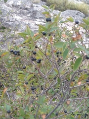 Karwinskia humboldtiana