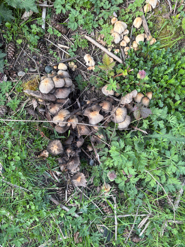 Coprinellus micaceus · April 2026 · photo: © ardenh (iNaturalist, cc-by)