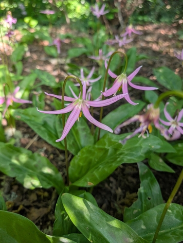 Erythronium revolutum