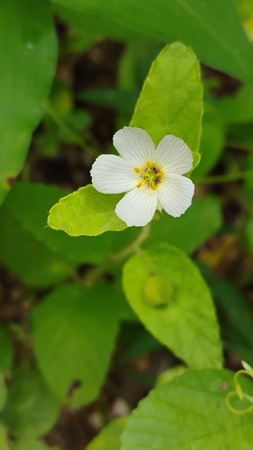 Piriqueta racemosa observed 2026-04-17