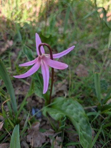 Erythronium revolutum