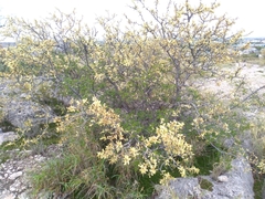 Vachellia rigidula