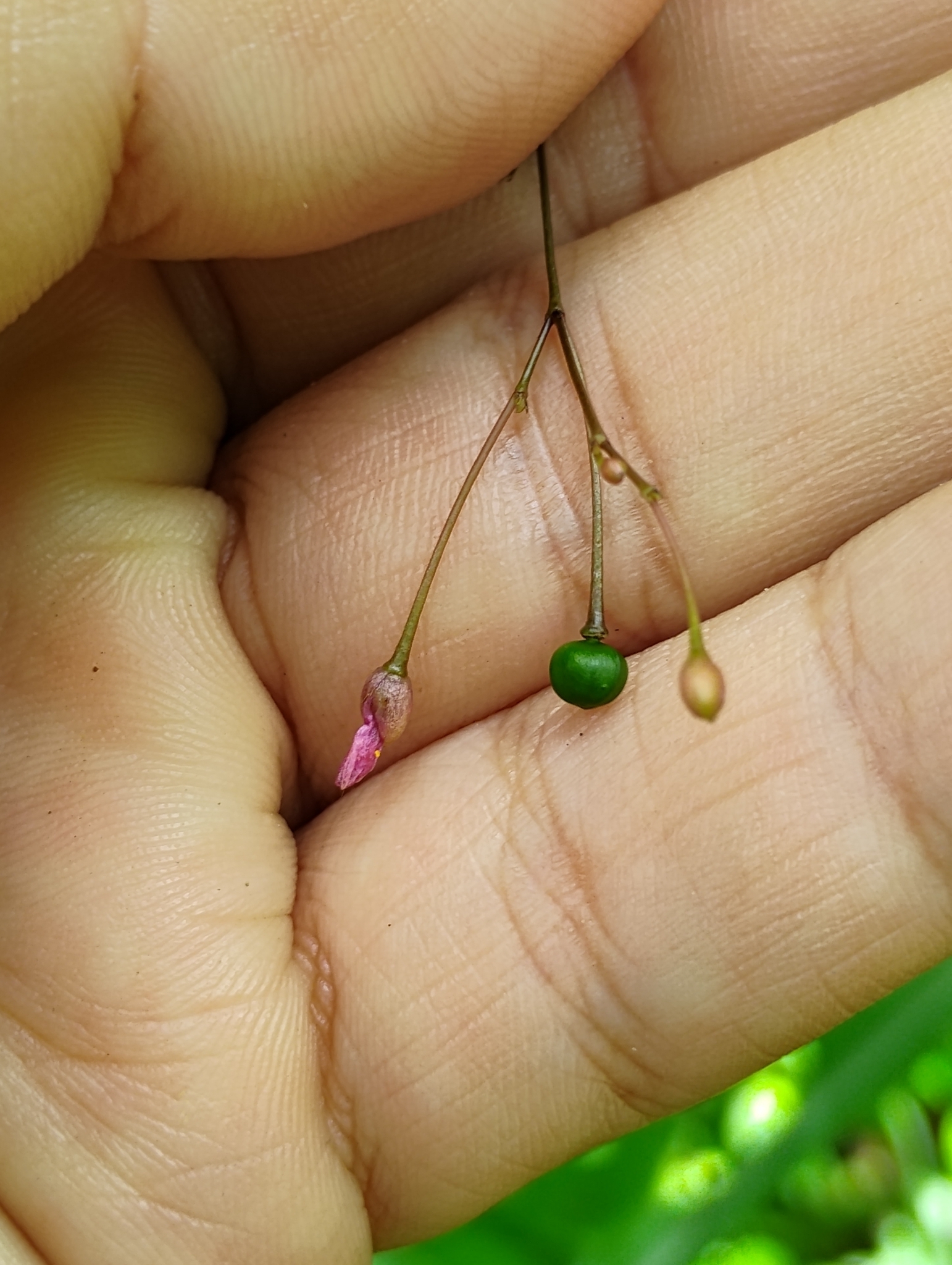 Talinum paniculatum