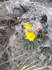 Oenothera lavandulifolia