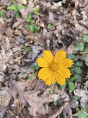 Coreopsis auriculata