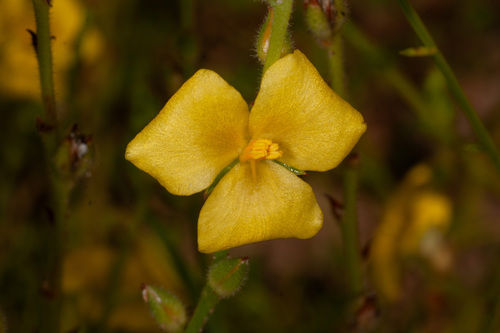 Cartonema parviflorum, 2010-03-29