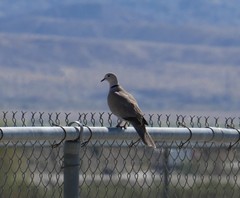 Streptopelia decaocto