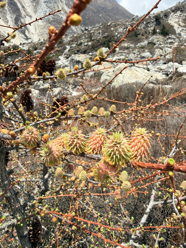 Larix griffithii, photograph 1