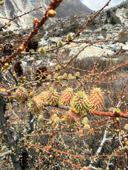 Larix griffithii