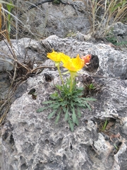 Oenothera lavandulifolia