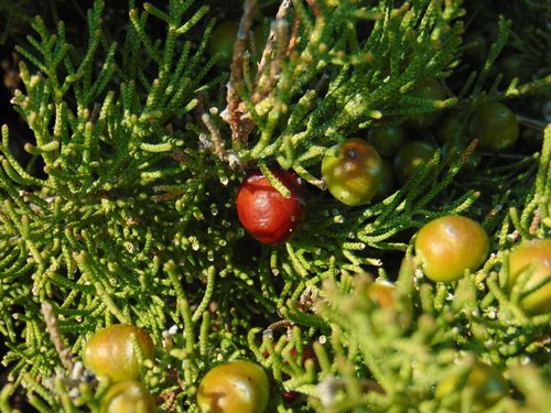 Hrvatska kraška borovica (Juniperus turbinata)