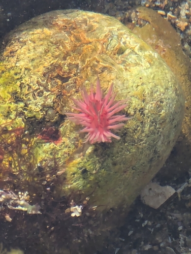 Ceratodoris rosacea