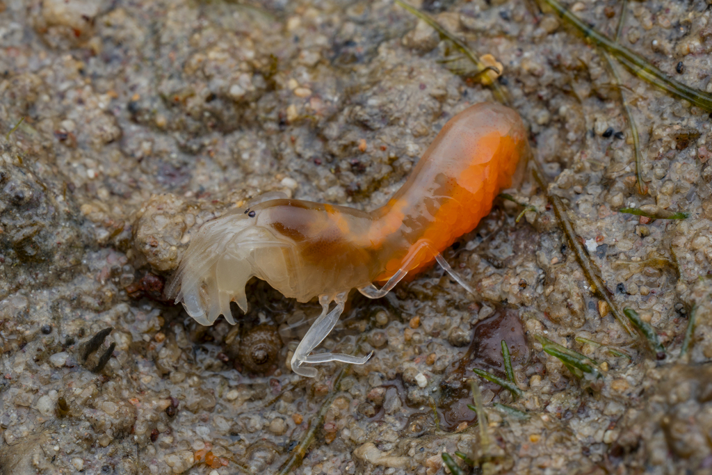 Automate anacanthopus