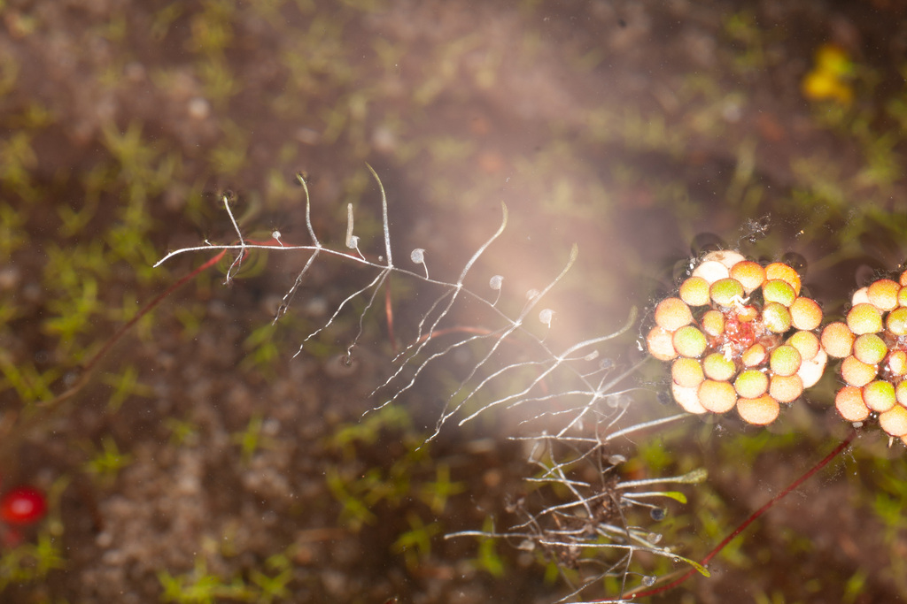 Utricularia albertiana R.W.Jobson & Baleeiro 4