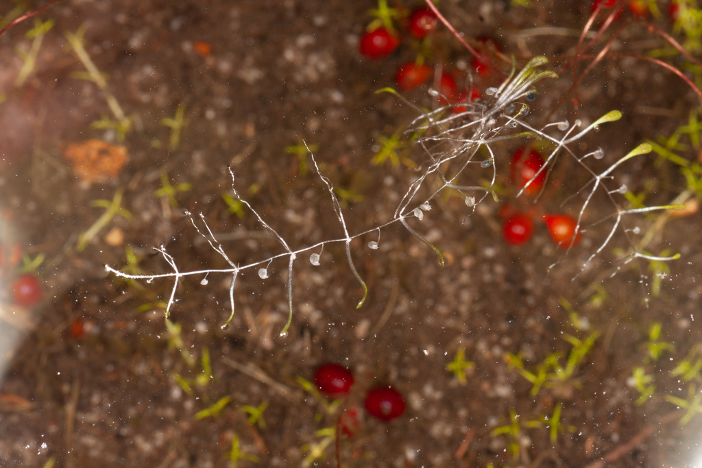 Utricularia albertiana R.W.Jobson & Baleeiro 3