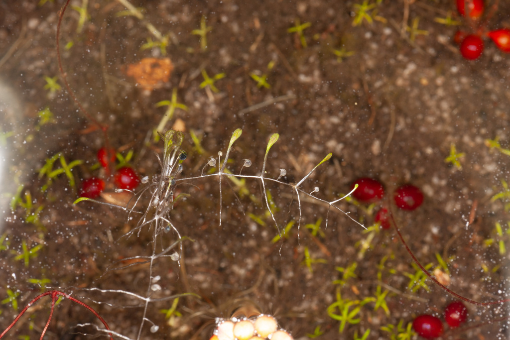 Utricularia albertiana R.W.Jobson & Baleeiro 2