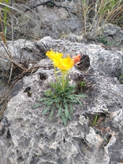 Oenothera lavandulifolia