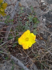 Oenothera lavandulifolia