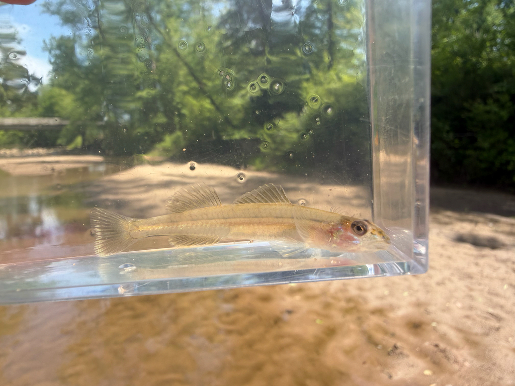 Naked sand darter (Ammocrypta beanii) — Percidae