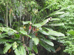 Heliconia caribaea