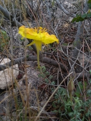 Oenothera lavandulifolia