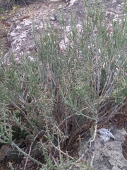 Cylindropuntia leptocaulis