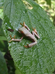 Agalychnis