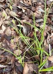 Carex planostachys