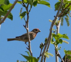 Haemorhous mexicanus