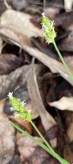 Carex planostachys