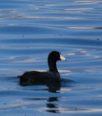 Fulica americana