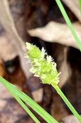 Carex planostachys