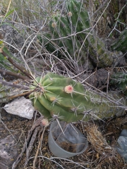 Echinocereus enneacanthus carnosus