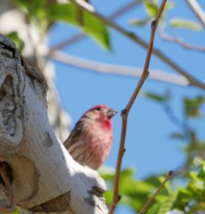 Haemorhous mexicanus