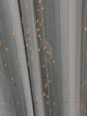 Apterona helicoidella