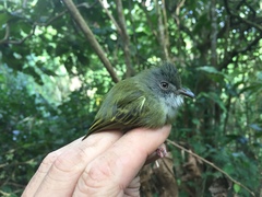 Oncostoma cinereigulare