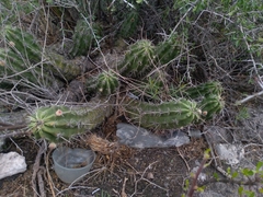 Echinocereus enneacanthus carnosus