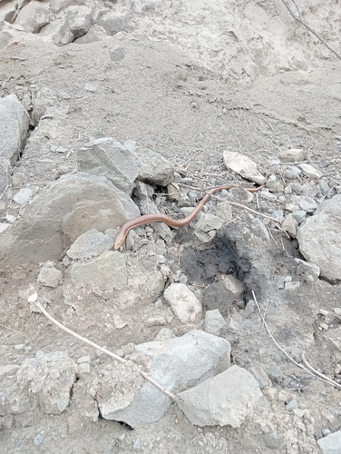 European Glass Lizard