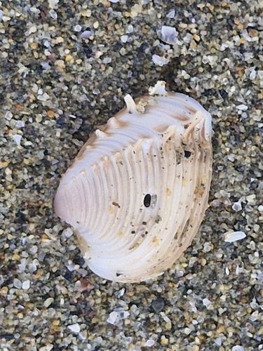 Panamic Comb Venus (Hysteroconcha lupanaria)