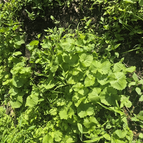 garlic mustard