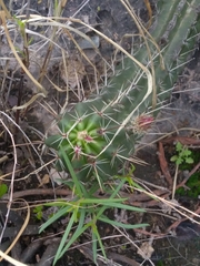 Echinocereus enneacanthus carnosus