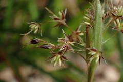 Luzula acuminata