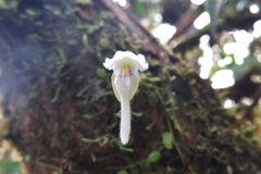Utricularia