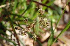 Luzula acuminata