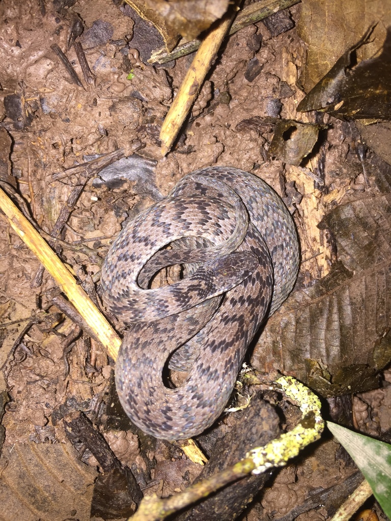 Red Coffee Snake (Ninia sebae) · iNaturalist